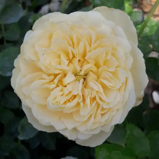 80-90 cm - Trandafiri - Lemon™ - 